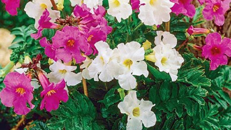 Flowering Fern Mixture