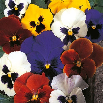 Pansy- Clear Crystal Mix