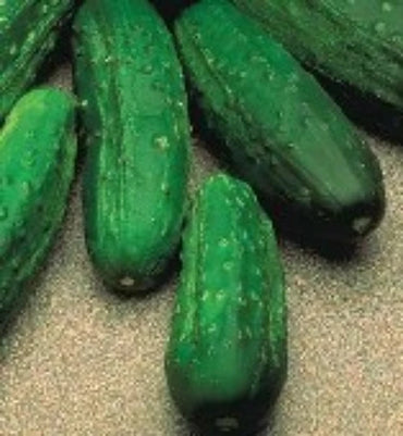 Jackson Supreme – Cucumber Seed
