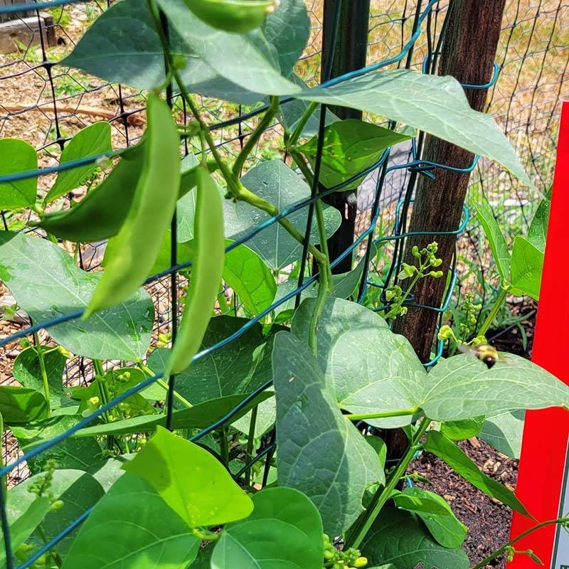 Eastland Lima Bean Seeds