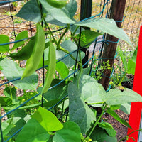 Eastland Lima Bean Seeds