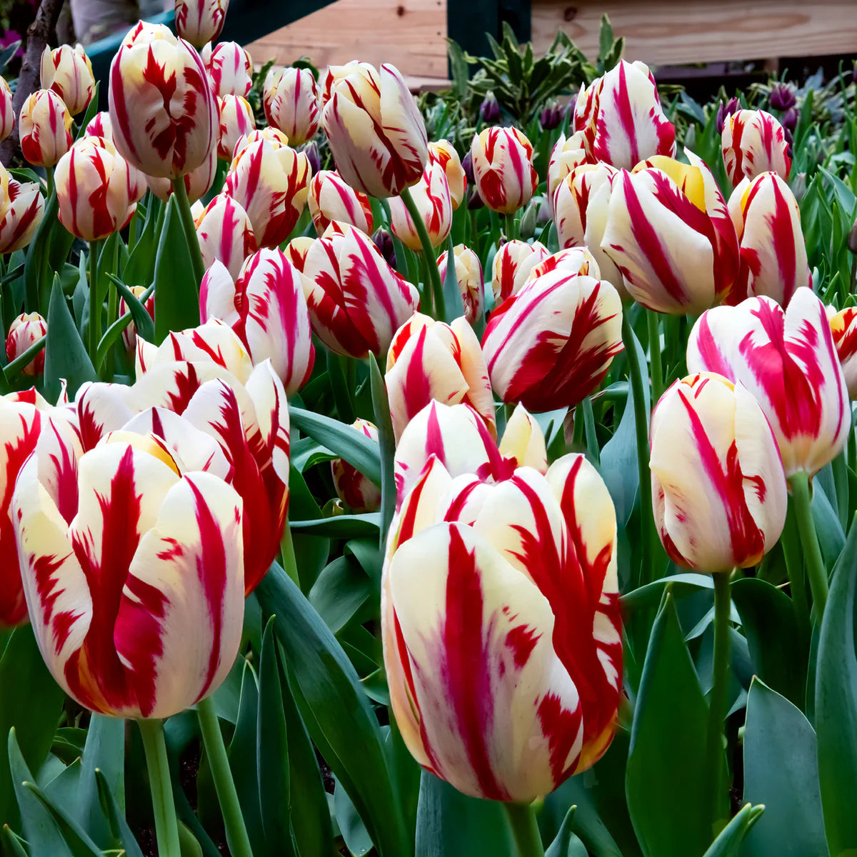 Grand Perfection Tulip Seeds