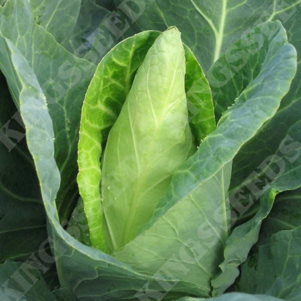 Caraflex – Cabbage Seed