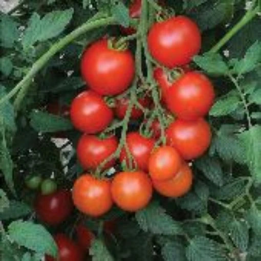 Heirloom Mountain Magic Campari Tomato Seeds for Planting – Sweet, Crack-Resistant Hybrid – Non-GMO Garden Seeds