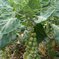 Brussel Sprout Long Island Vegetable Seeds