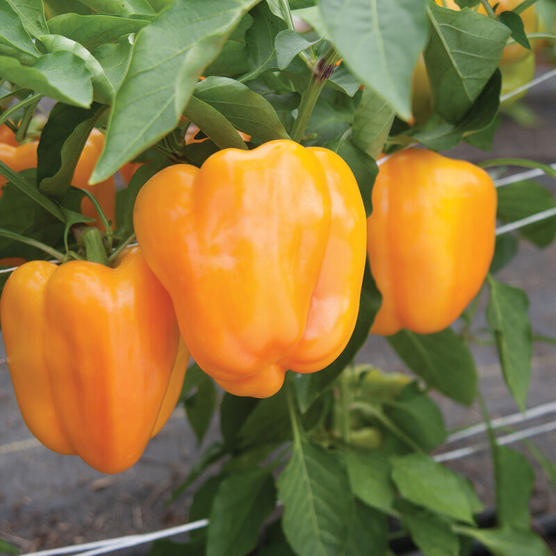Flavorburst – Organic Bell Pepper Seed