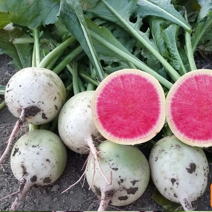 Radish- Rido Red F1