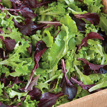 Five Star Greenhouse Lettuce Mix – Lettuce Seeds