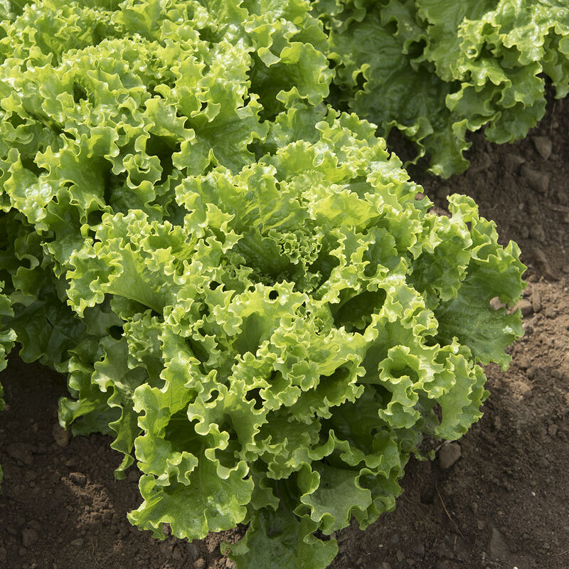 Green Star – Lettuce Seed