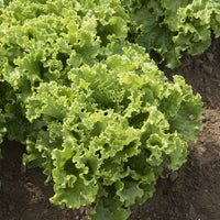 Green Star – Lettuce Seed
