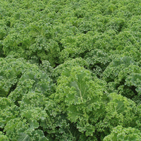 Starbor – Kale Seed
