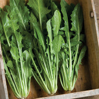 Catalogna Special – Italian Dandelion Seed