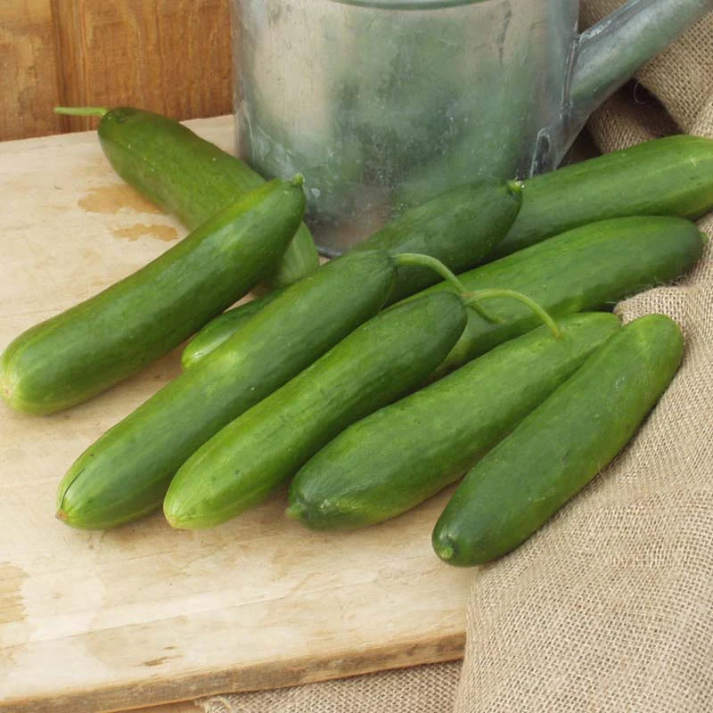 Diva – Treated Cucumber Seed