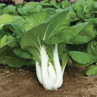 Joi Choi – Bok Choy Seeds