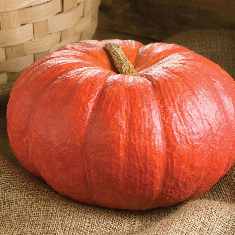 Rouge Vif D’Etampes – Pumpkin Seed