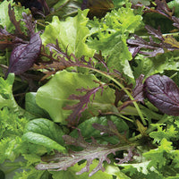Elegance Greens Mix – Lettuce Seeds