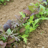 Elegance Greens Mix – Lettuce Seeds