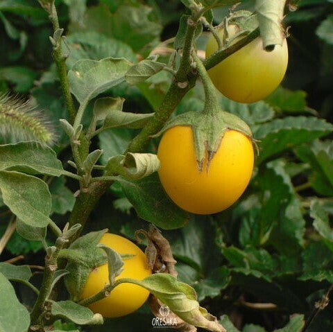 Eggplant- Golden Eggs