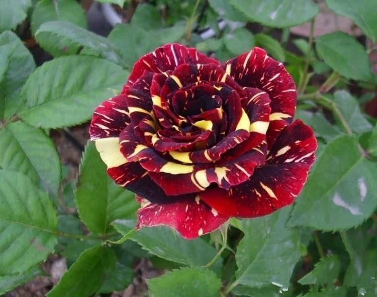 Meteor Shower Rose Seeds
