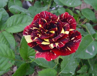 Meteor Shower Rose Seeds