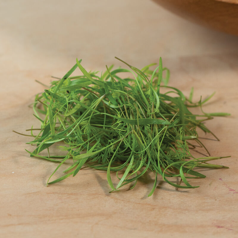 Saltwort – Microgreen Seed
