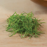Saltwort – Microgreen Seed