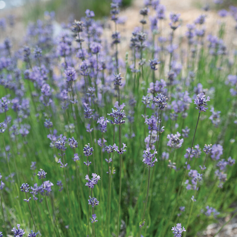 Munstead-Type – Organic Lavender Seed
