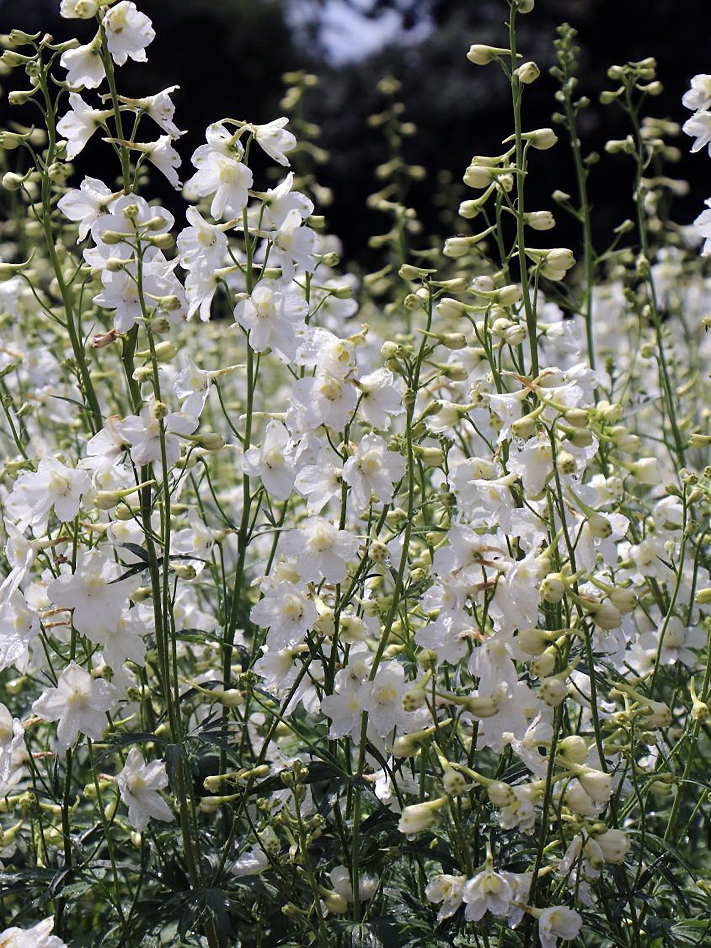 Delphinium- Casablanca