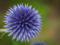 Heirloom Echinops Flower Seeds, Non-GMO Globe Thistle Blooms for Drought-Tolerant Garden Planting
