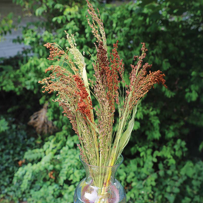 Colored Uprights – Broom Corn Seed