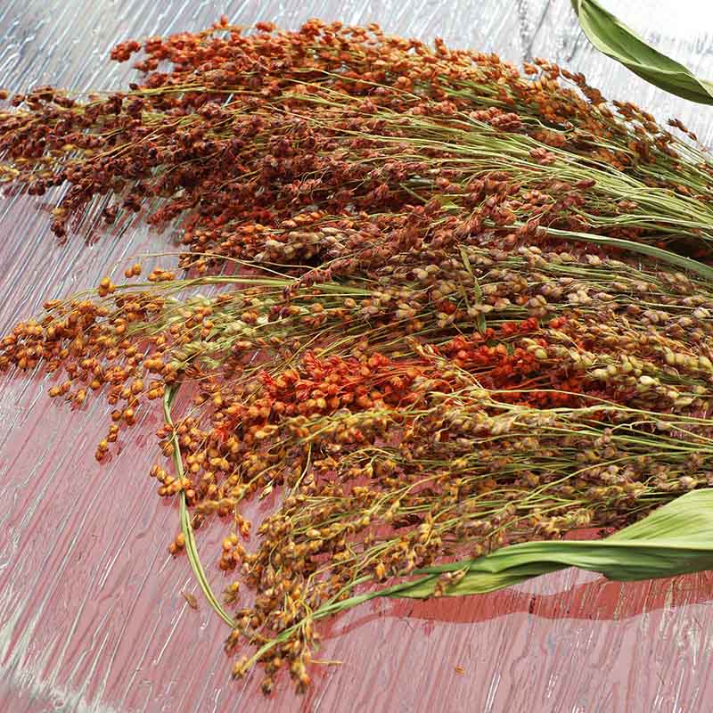 Red Broom Corn – Broom Corn Seed