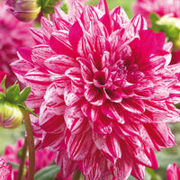 Santander Dahlia