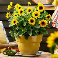 Heirloom Non-GMO Sunflower Bonsai Flower Seeds for Planting – Miniature Decorative Garden Blooms