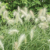 Feathertop – Ornamental Grass Seed
