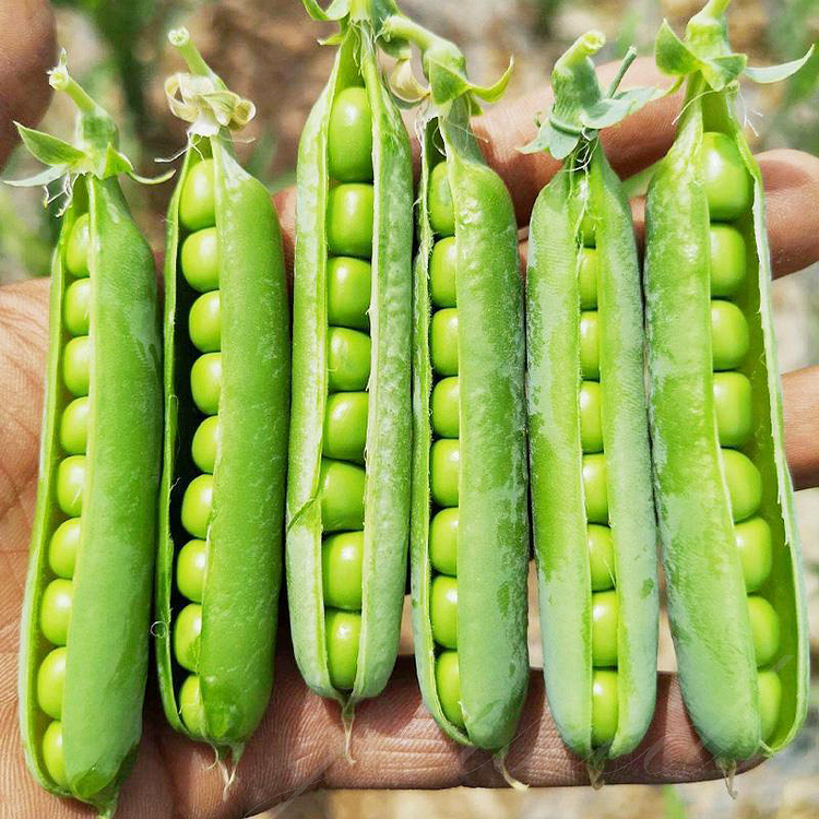 Pea Seeds