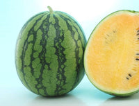 New Orchid – Watermelon Seed