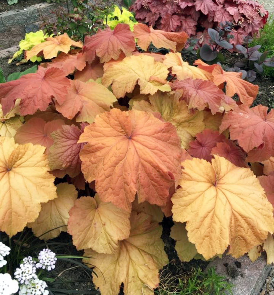 Mega Caramel Heuchera