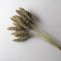 Lowlander – Ornamental Grass Seed