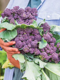 Burgundy – Purple Sprouting Broccoli Seeds