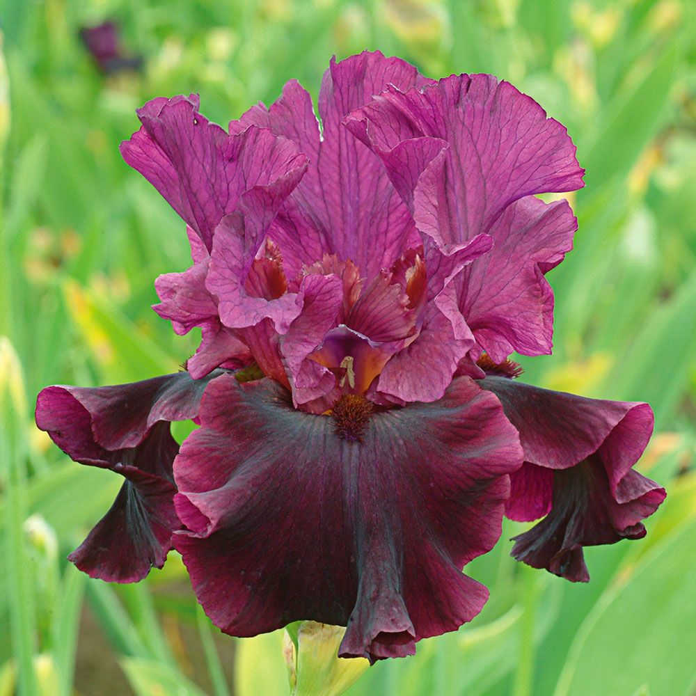 Silken Trim Bearded Iris Seeds