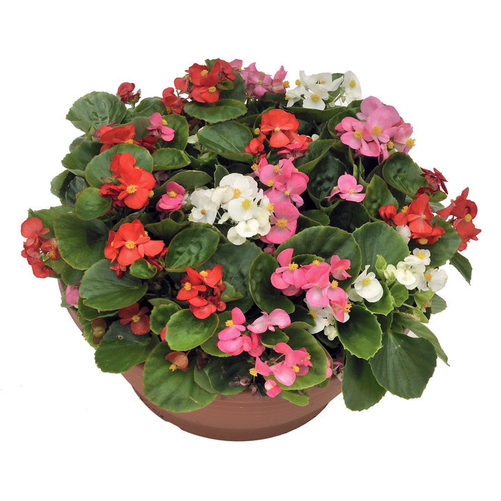Ambassador Begonia Flower Seeds – Heirloom, Non-GMO Flower Seeds for Planting