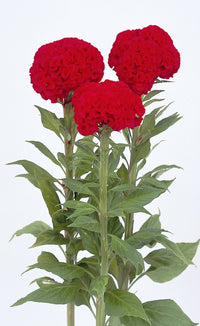 Chief Fire – Celosia Seed