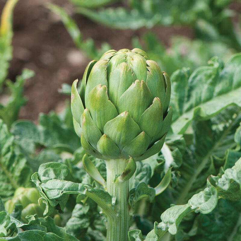 Imperial Star – Artichoke Seed