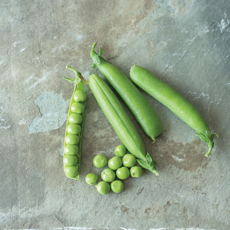 Maxigolt – Pea Seed