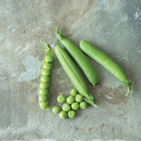 Maxigolt – Pea Seed