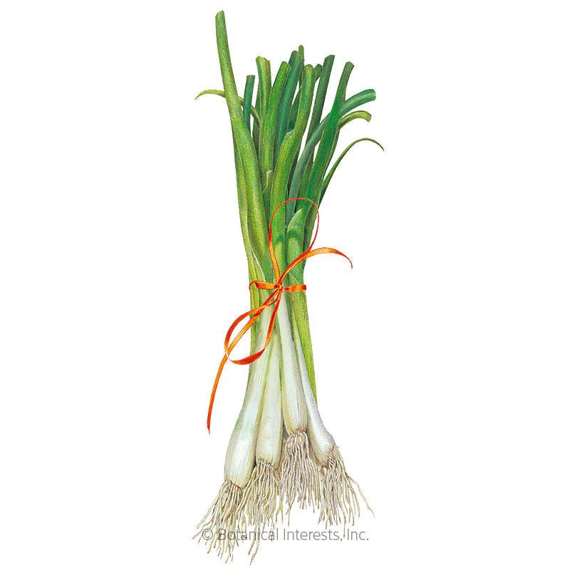 Scallion, Evergreen Hardy White Microgreen