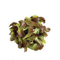 Outredgeous – Lettuce Seed