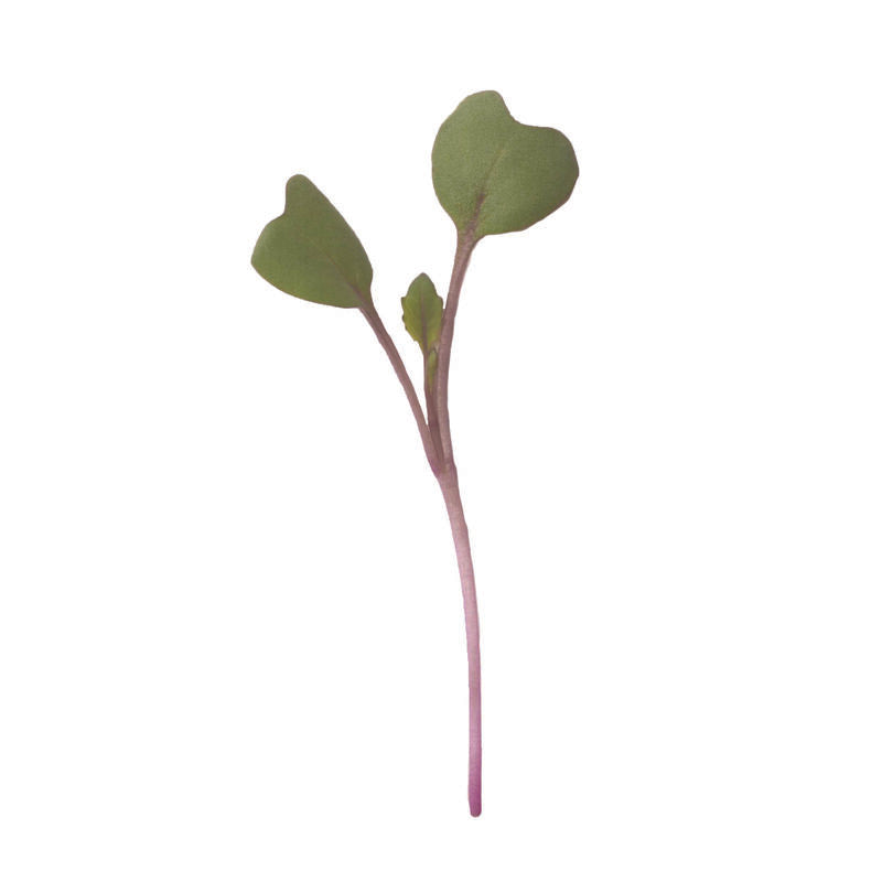 Mustard, Red Giant – Microgreen Seed