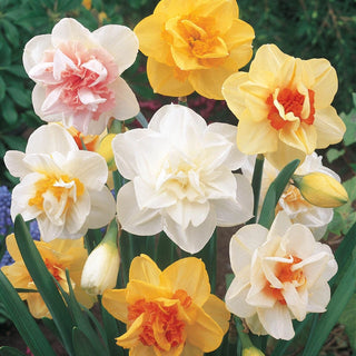 Double Daffodil Mixture Seeds