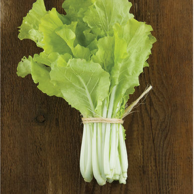 Fusion – Organic Lettuce Seed